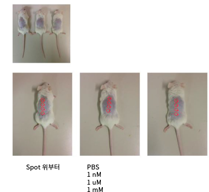 피부 독성시험